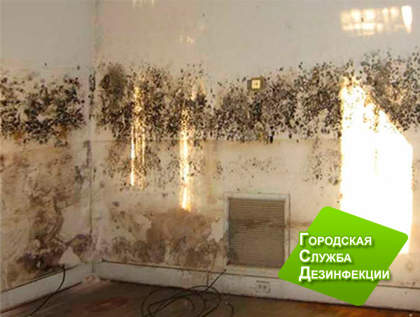 Чем вывести грибок на стенах в квартире