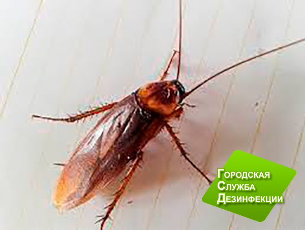 Дезинсекция от тараканов в квартире Москва