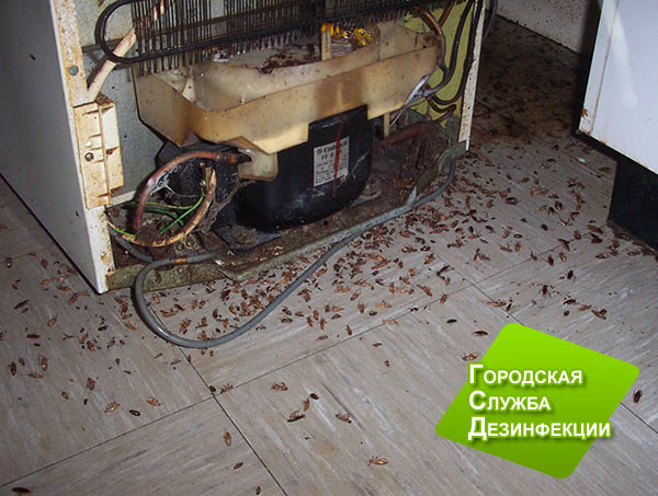 Как уничтожить тараканов в частном доме: быстро и навсегда