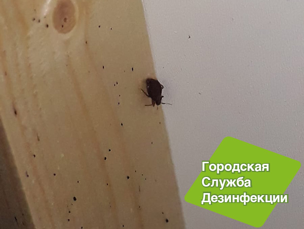 Срочная дезинфекция от тараканов и клопов в Москве