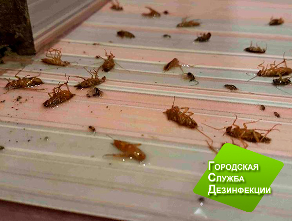 Травля тараканов в квартире в Москве с гарантией